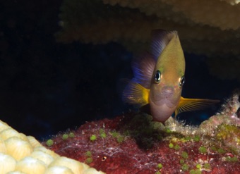 Damsel Fish
